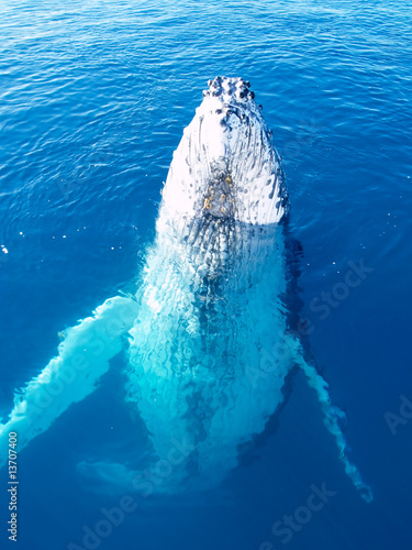 Majestic endangered Humpback whale in the ocean