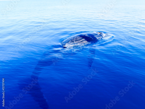 Submerged humpback whale in the deep blue ocean