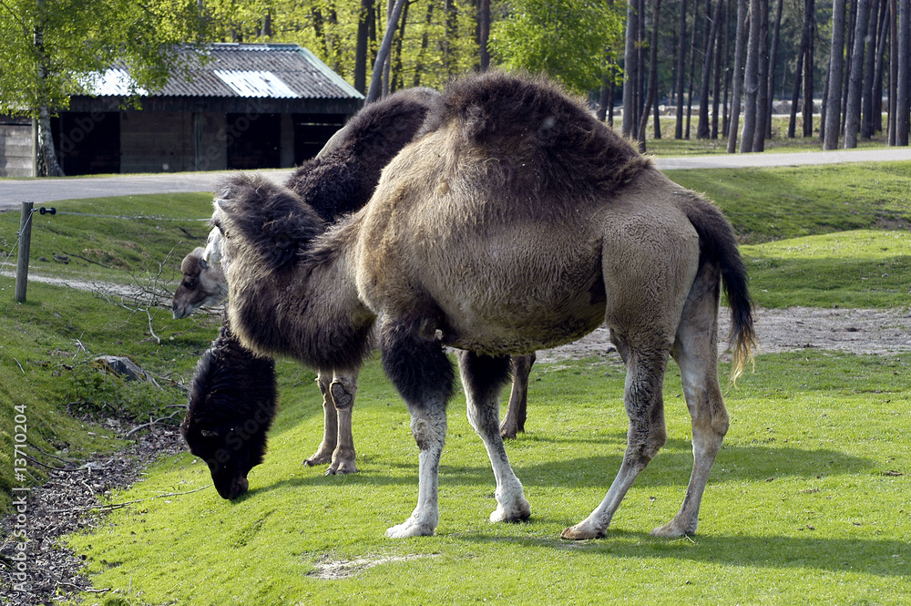 Fototapeta premium Dromadaire