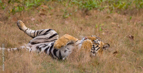 Bengal Tiger (Panthera tigra) photo