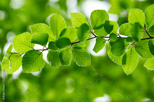 Photographie Detail of fresh beech tree leaves in early spring