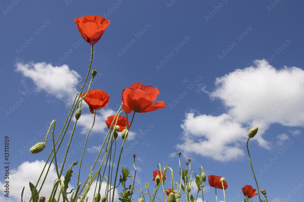 Obraz premium Poppies