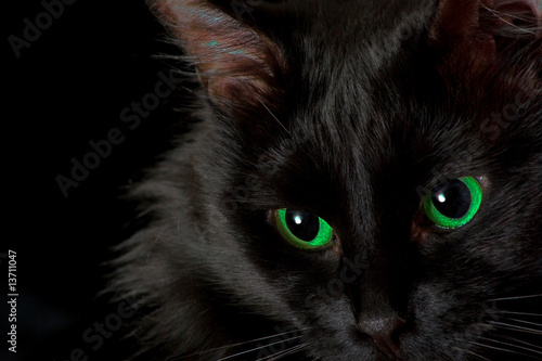 Black cat © Pavelis
