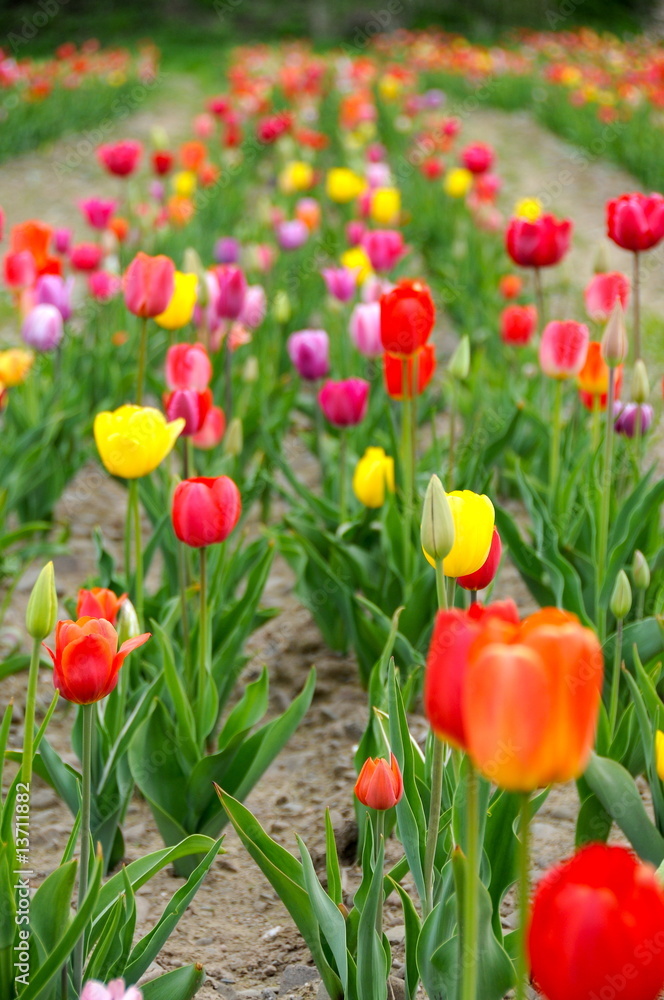 Obraz premium Tulpen