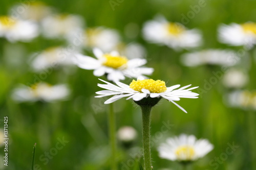 Gänseblümchen