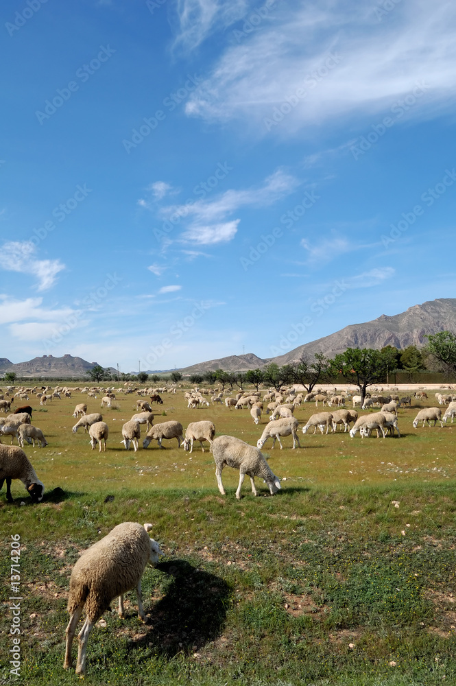 Flock of sheep, spanish farming in Castilla - La Mancha