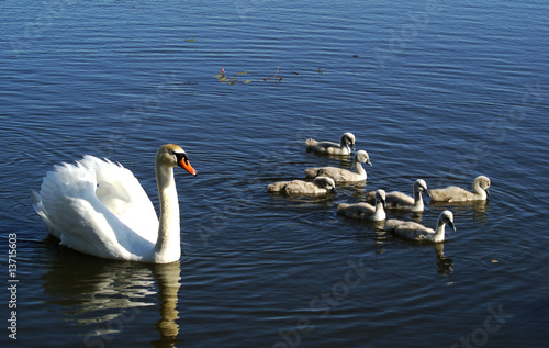 Swan family