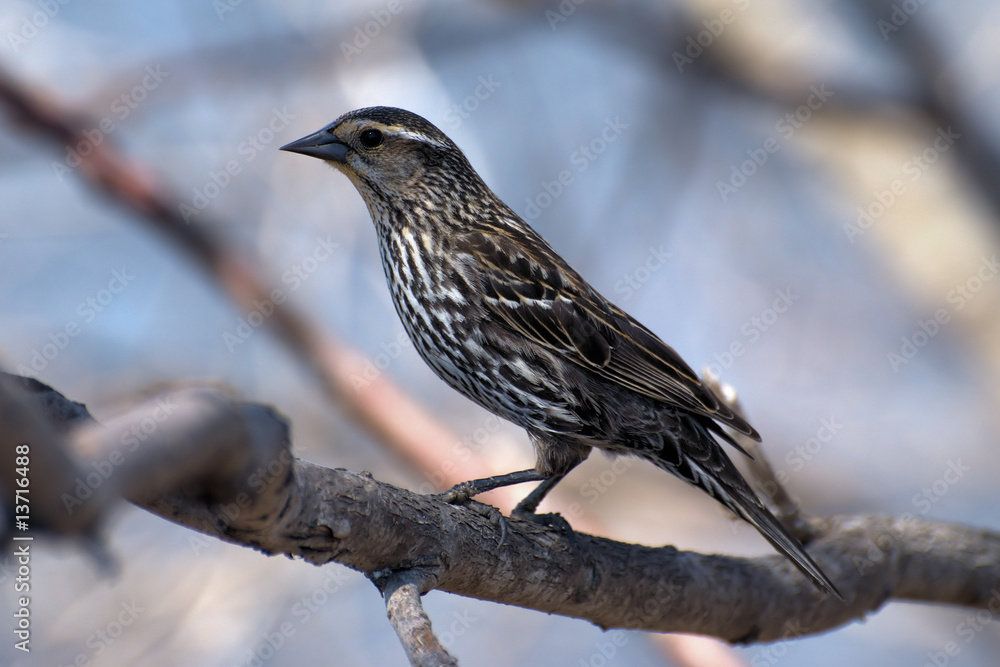 Female Red Winged Blackbird Female Red Winged Blackbird