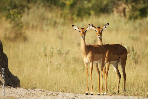 impala 1