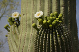 Blooming Saguaro Detail, Arizona Desert