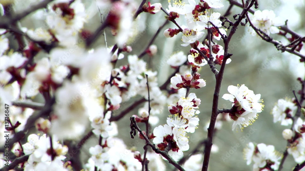 blossom apricot blossom apricot