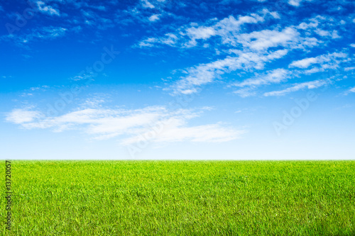 blue sky and green grass scene
