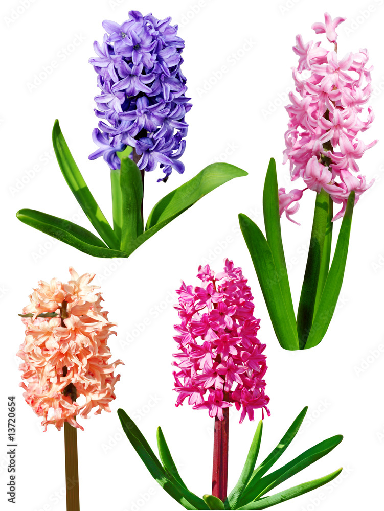 Naklejka premium Four Hyacinth