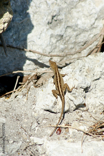 looking dowm on small lizard on rock in sunshine