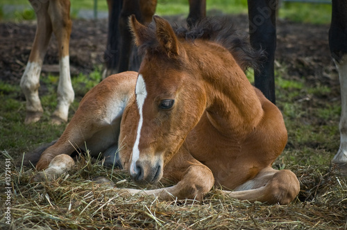 Baby foal laying  on a bed of straw