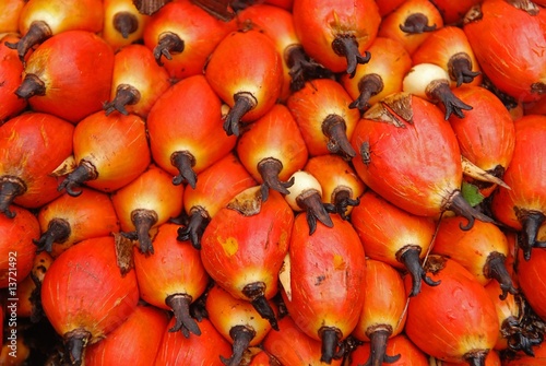 Wallpaper Mural raw palm oil seed in the plantation Torontodigital.ca