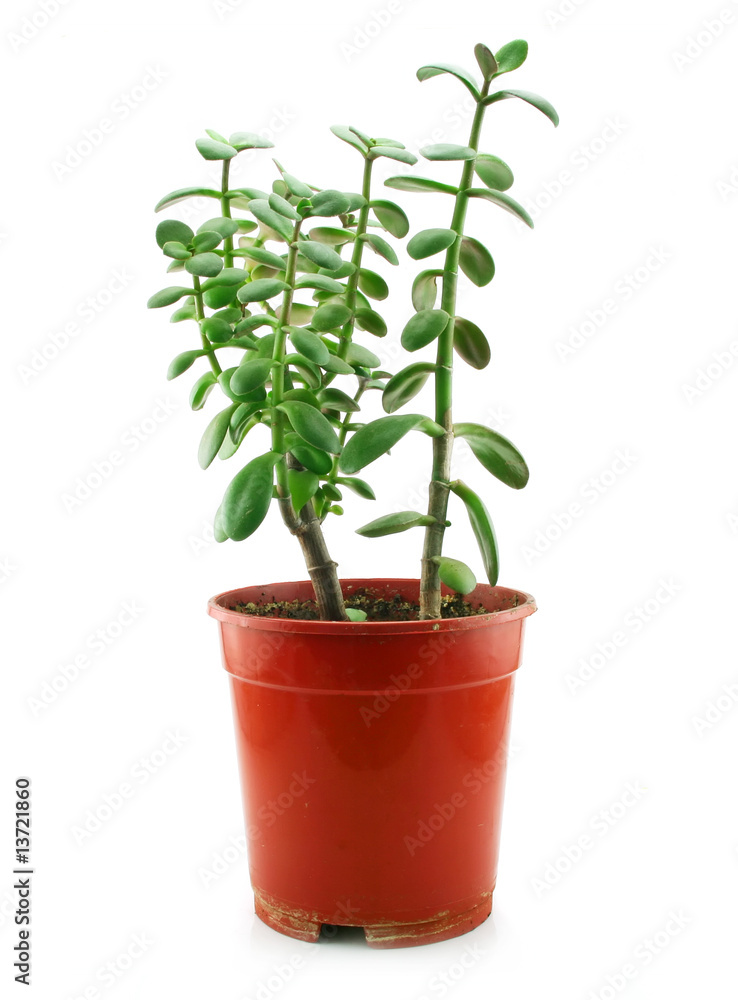 Green Flowerpot Isolated on White Green Flowerpot Isolated on White