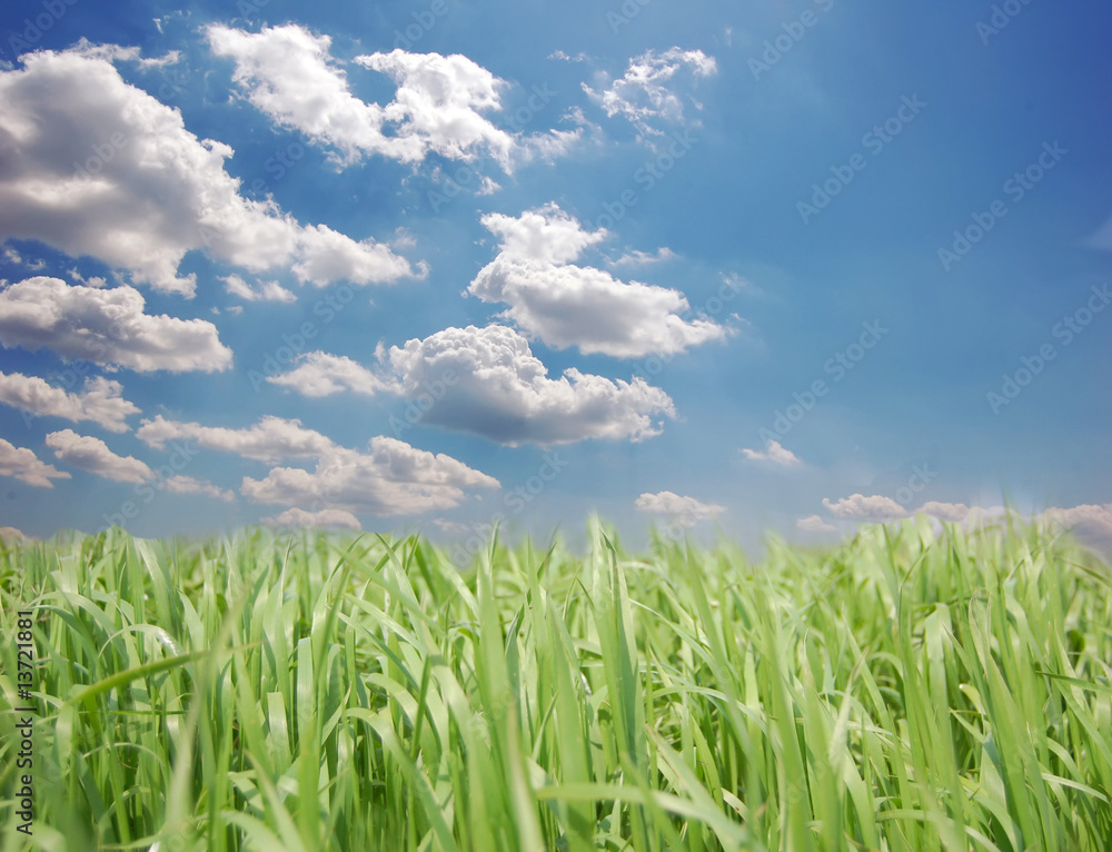 Obraz premium Green field and sky 1