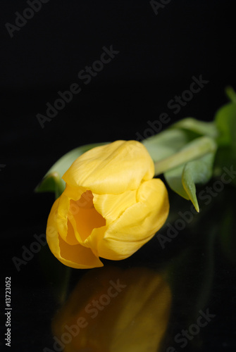 żółty tulipan, yellow tulip