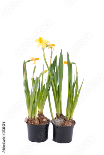   onkile  daffodils