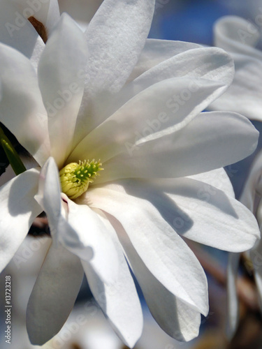 magnolienblüte