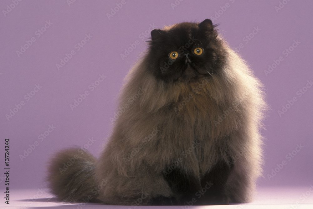Chat Persan Noir A Fourrure Dense Et Yeux Orange Fond Mauve Stock Photo Adobe Stock