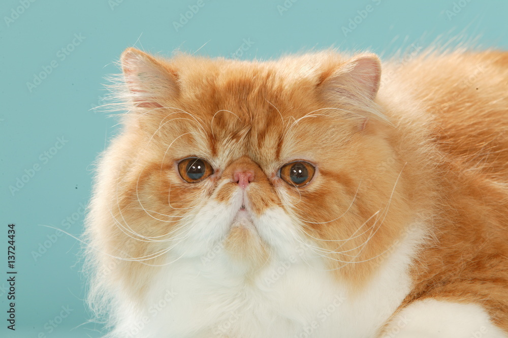 Tete De Chat Persan Roux Et Blanc En Studio Sur Fond Bleu Stock Photo Adobe Stock