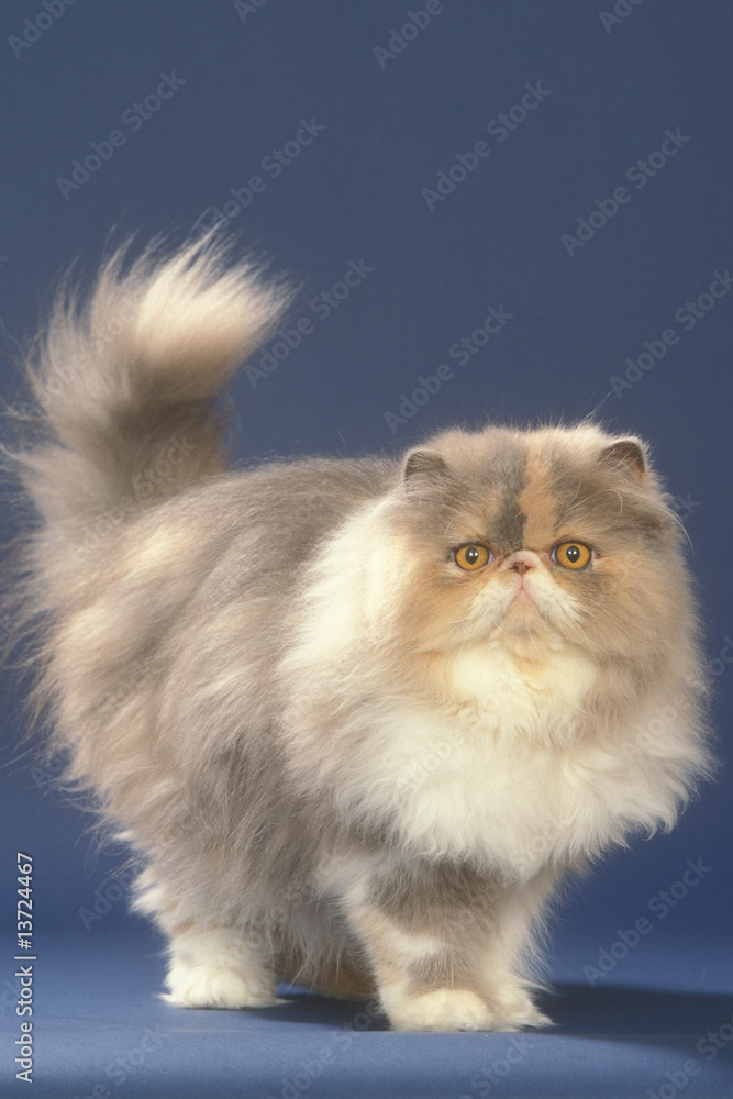 17 Best Chat Debout Images Stock Photos Vectors Adobe Stock