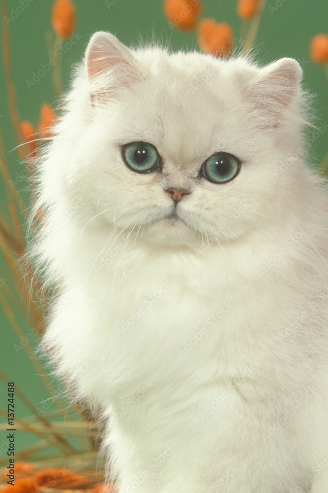 portrait de persan chinchilla au yeux verts - tendresse,classe