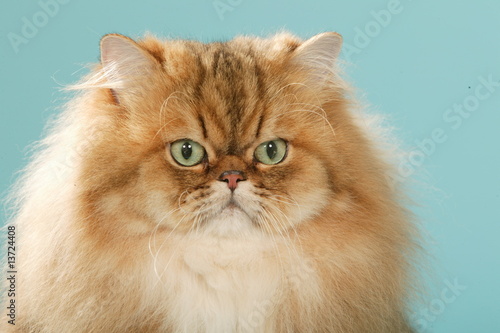 tête de chat persan aux yeux verts