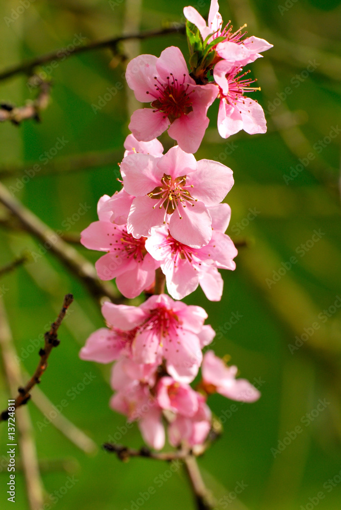 Obraz premium Pfirsichblüte