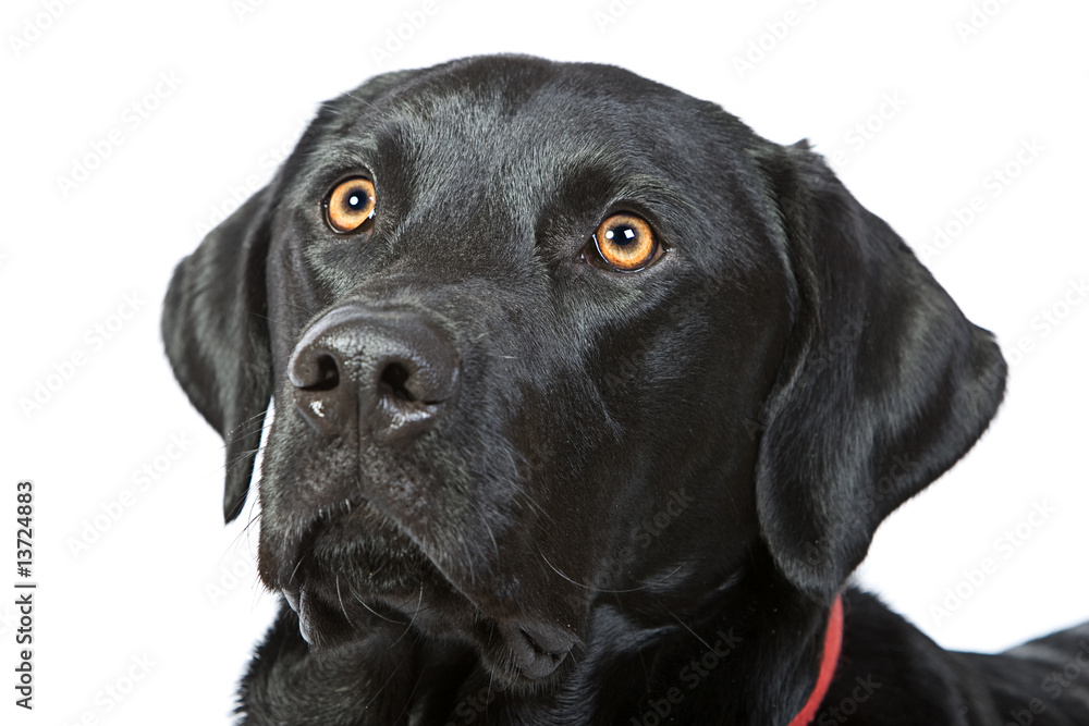 Fototapeta premium Black Labrador's Head against a White Background