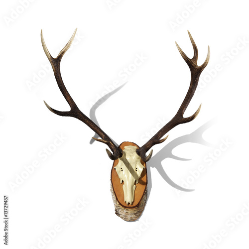 jagd_hirsch_ 0004