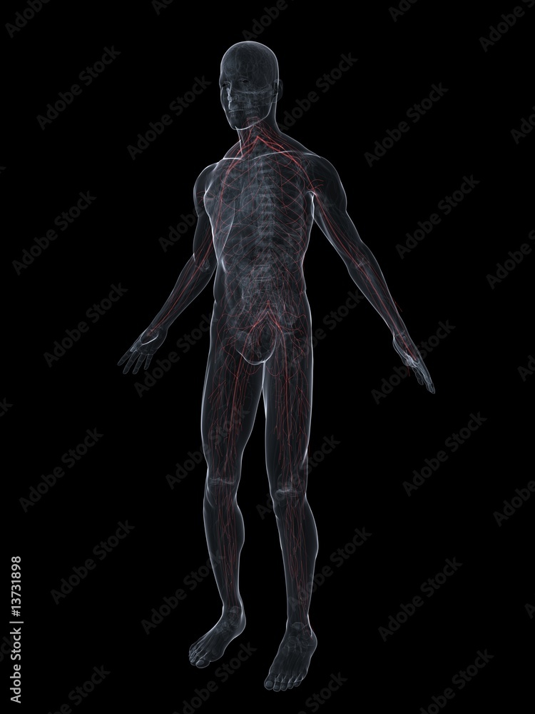 transparenter körper mit hervorgehobenem nervensystem