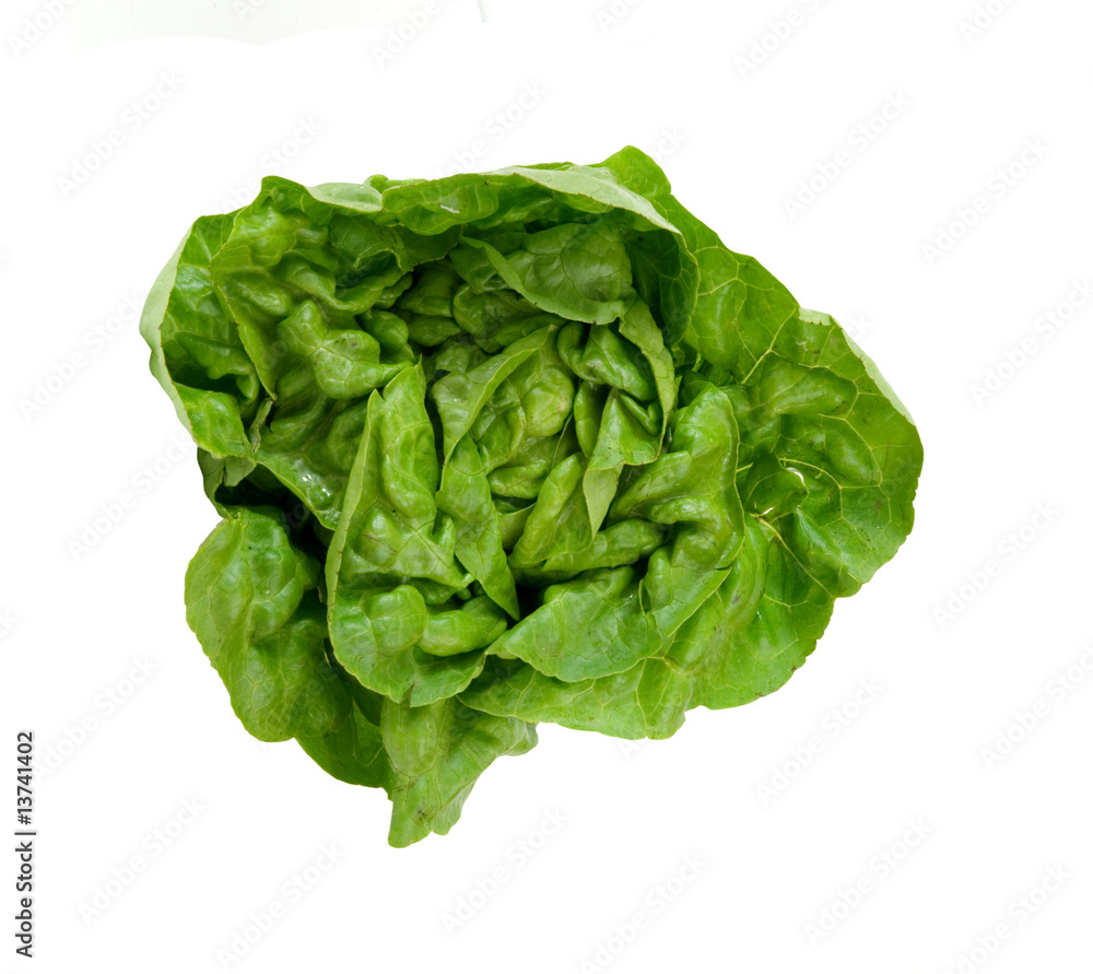 FRESH BOSTON LETTUCE FRESH BOSTON LETTUCE