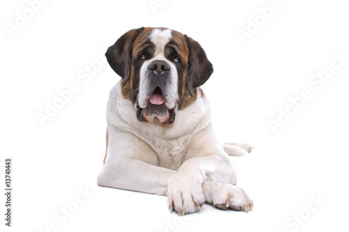 Dog  Saint Bernard isolated on a white background photo