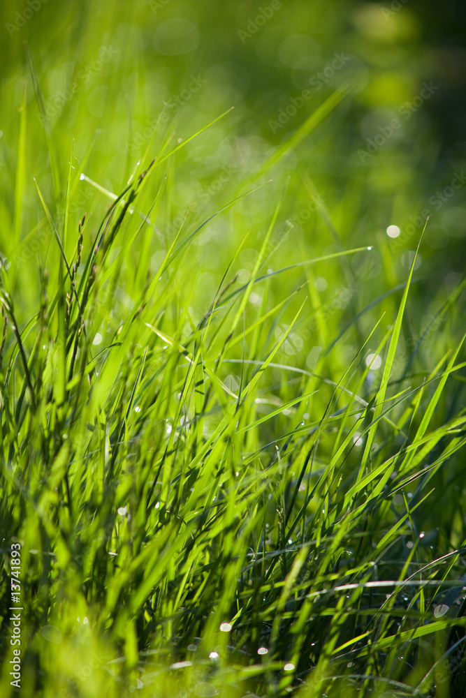 herbe gazon pelouse brin vert jardin nature