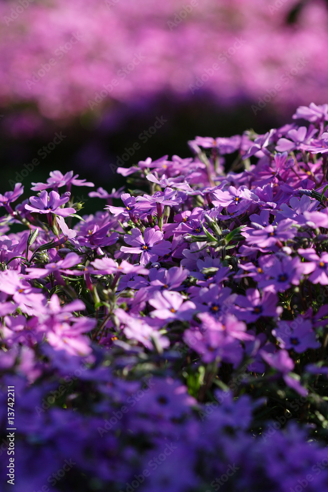 Fototapeta premium Fiori viola