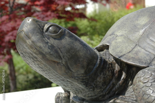 Testudo