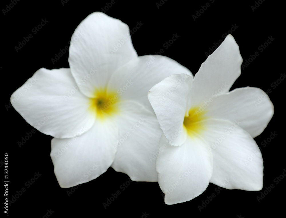 Fototapeta premium fleurs blanches de frangipanier en duo sur un fond noir