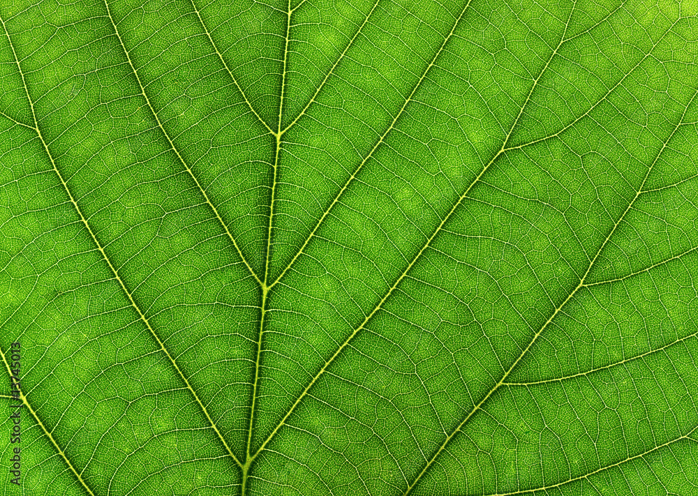 Texture of leaf Texture of leaf