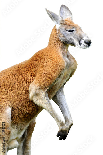 Détourage d'un kangourou roux photo