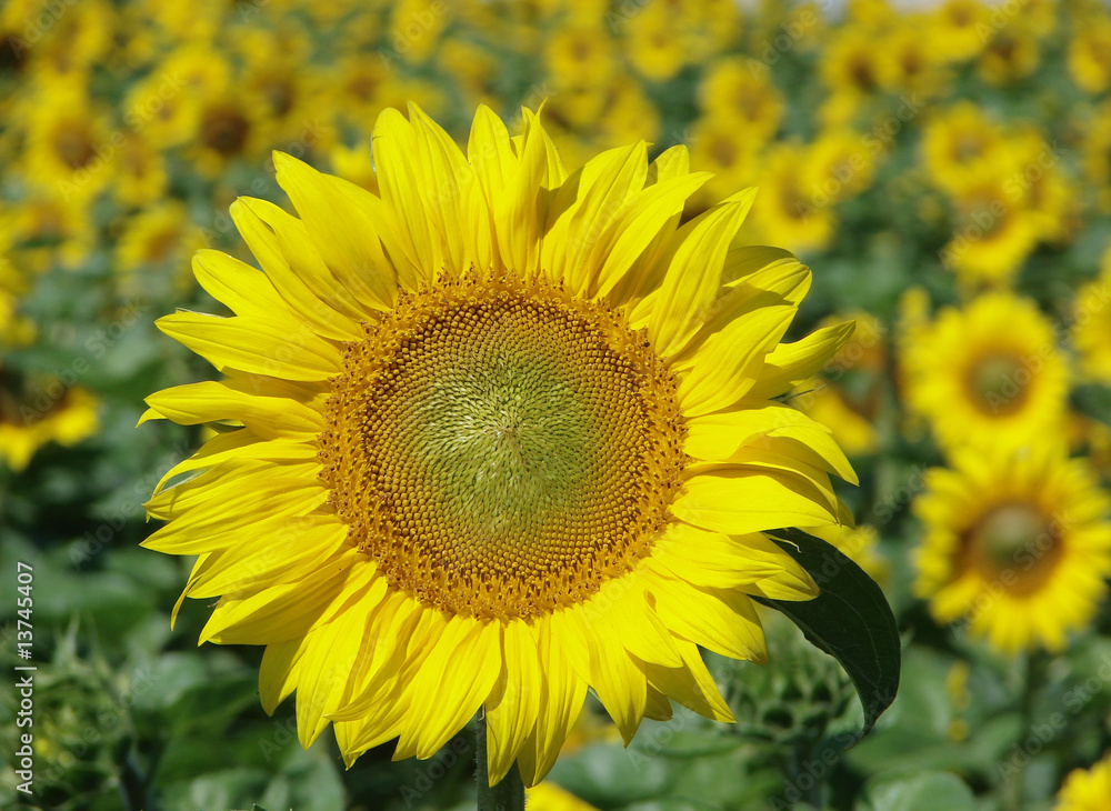 sunflower sunflower