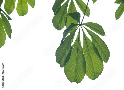 Horse chestnut leaves