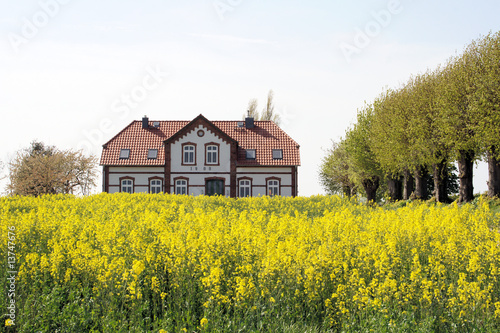 Bauernhaus mit Rapsfeld (Rapsblüte) in Mecklenburg