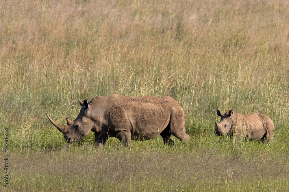 African White Rhino African White Rhino