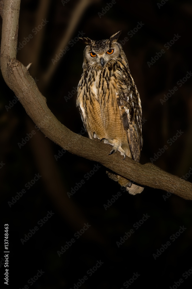 Naklejka premium Cape Eagle Owl