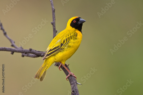 Southern Masked Weaver