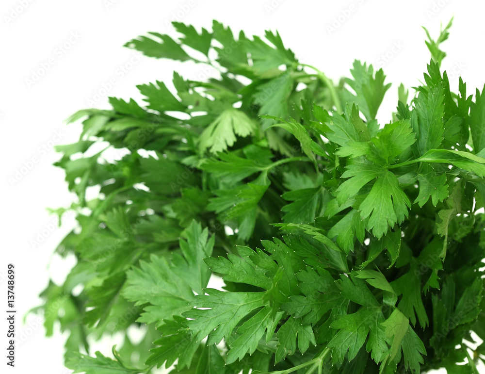 bouquet de persil, plante condimentaire bouquet de persil, plante condimentaire