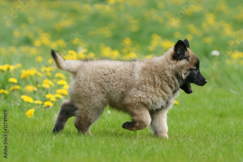 chiot berger belge tervuren vu de profil en train de marcher photo